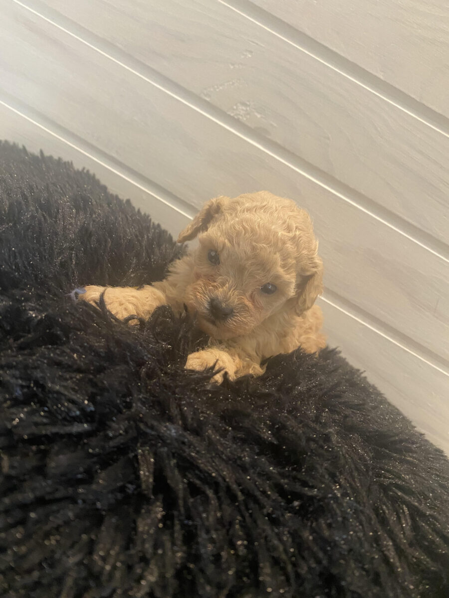 Toy Poodle Puppies For Sale in Alabama & Florida Steeds Toy Poodles