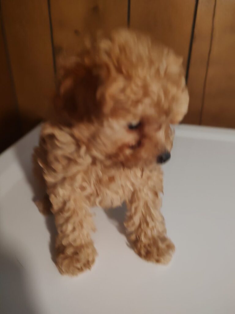 Toy Poodle Puppies For Sale in Alabama & Florida Steeds Toy Poodles