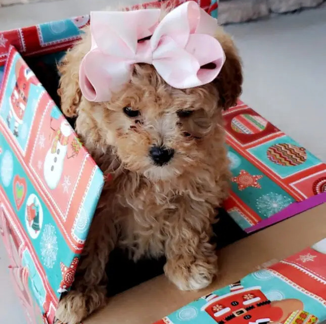 Toy Poodle Puppies For In Florida