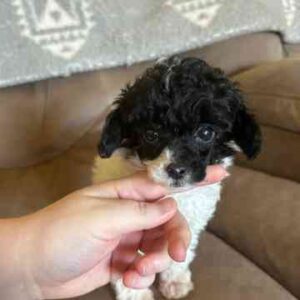 White teacup on sale poodle for sale