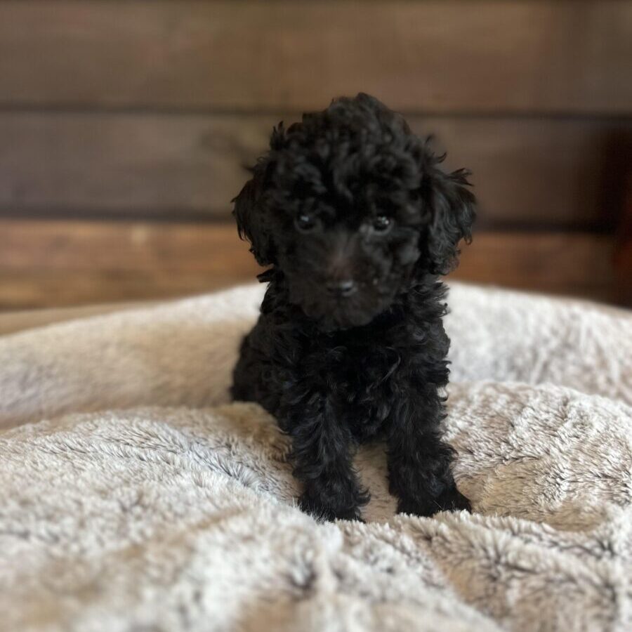 Sandra / For Sale Steed's Toy Poodles